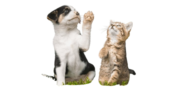 Happy pets from PawsClawsHub